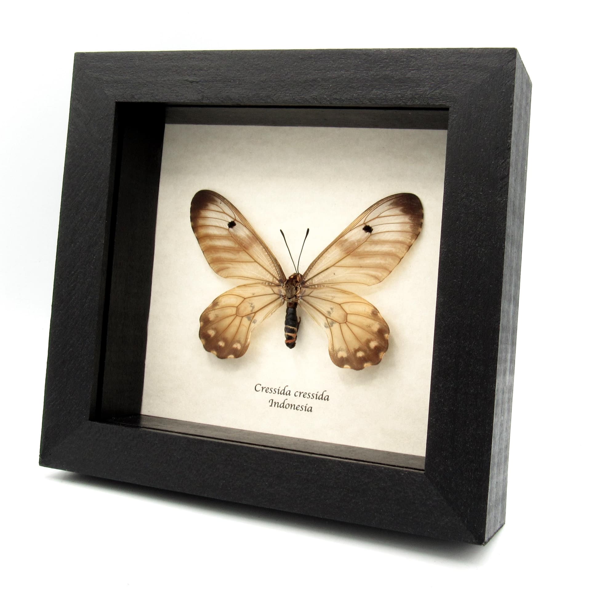 Real Clearwing Swallowtail butterfly framed taxidermy - Cressida cressida - large female