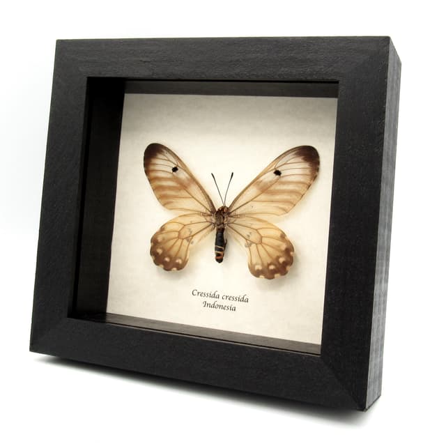 Real Clearwing Swallowtail butterfly framed taxidermy - Cressida cressida - large female