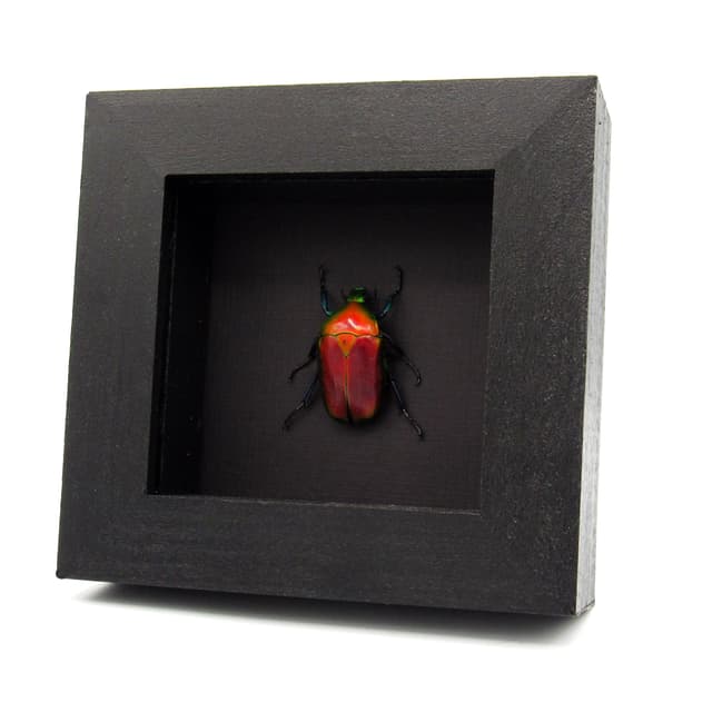 Real red metallic scarab beetle framed taxidermy - Torynorrhina flammea