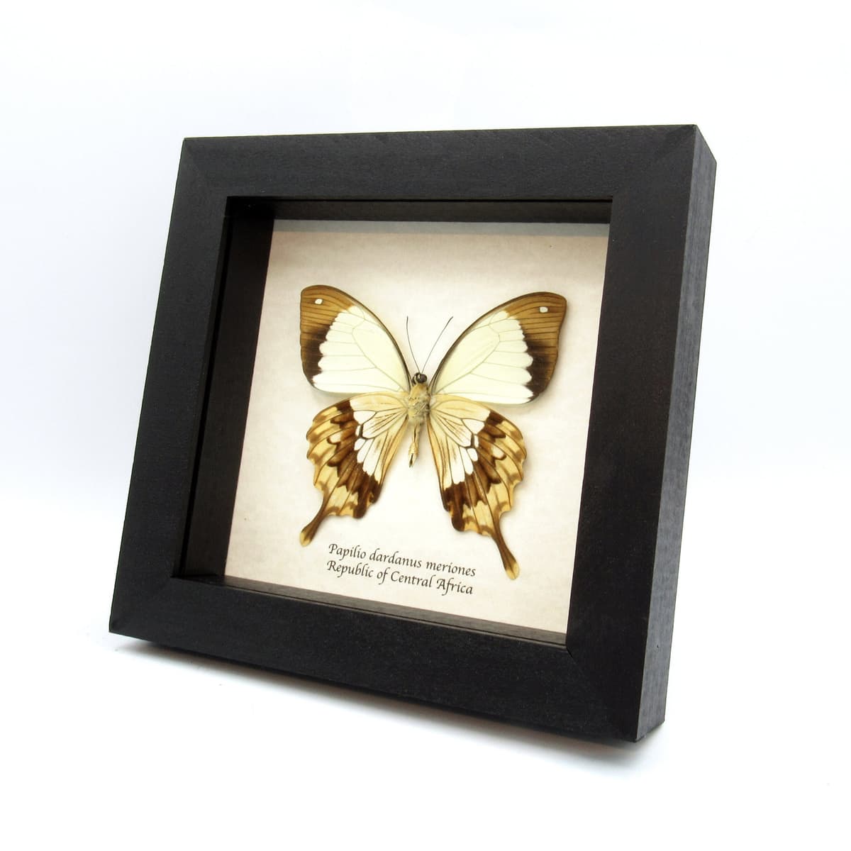 Real Golden Swallowtail butterfly framed taxidermy - Papilio dardanus meriones - dark form