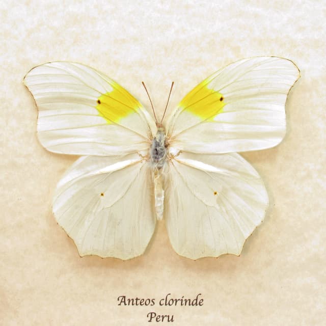 Real white butterfly framed taxidermy - Anteos clorinde