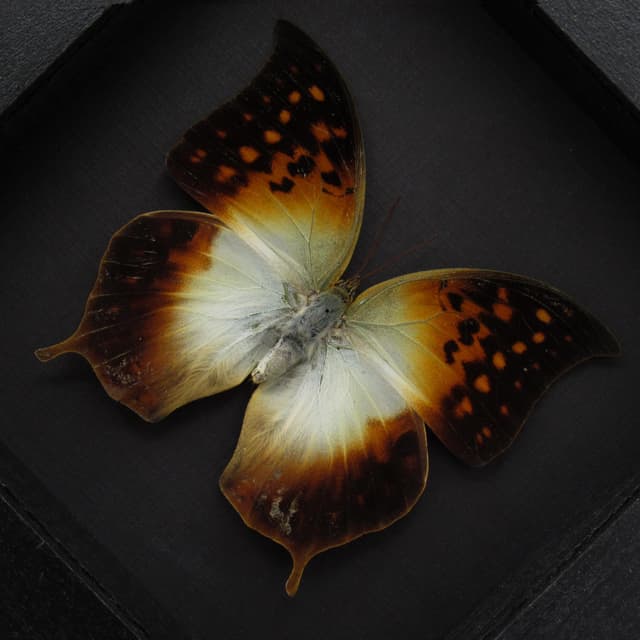 Rare Pointed Pearl butterfly framed taxidermy - Charaxes acuminatus - large female