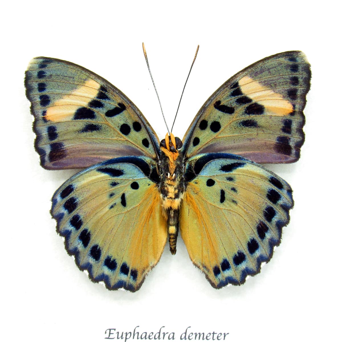 Rare Demeter Ceres Forester butterfly framed taxidermy - Euphaedra demeter