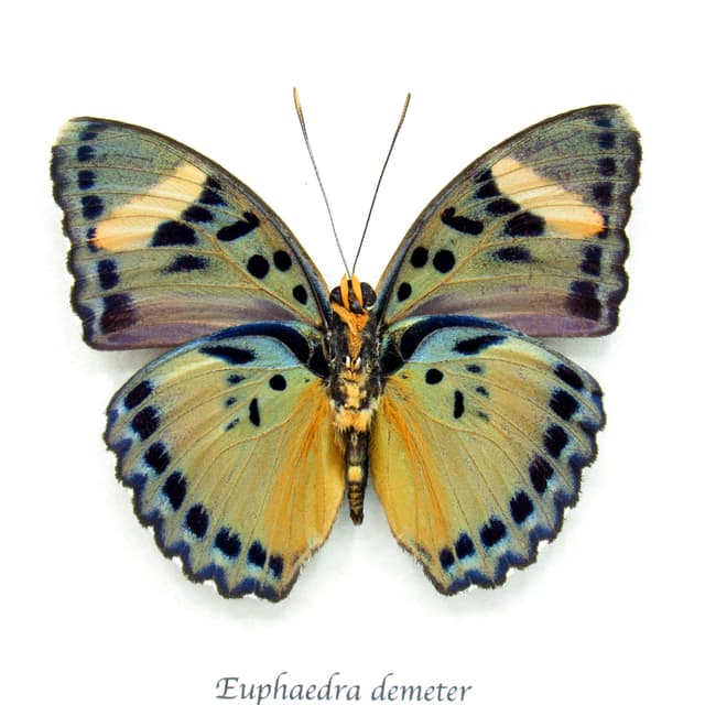 Rare Demeter Ceres Forester butterfly framed taxidermy - Euphaedra demeter