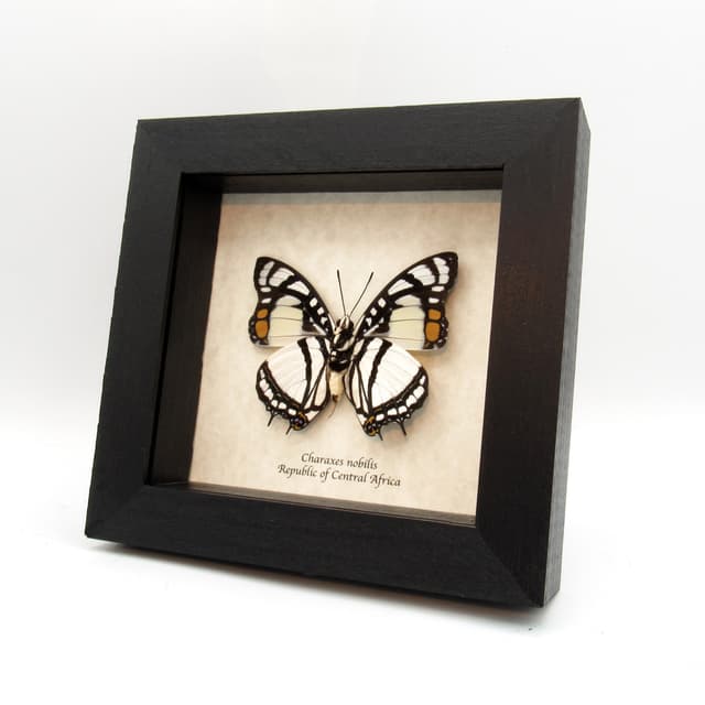 Real butterfly framed taxidermy - Charaxes nobilis