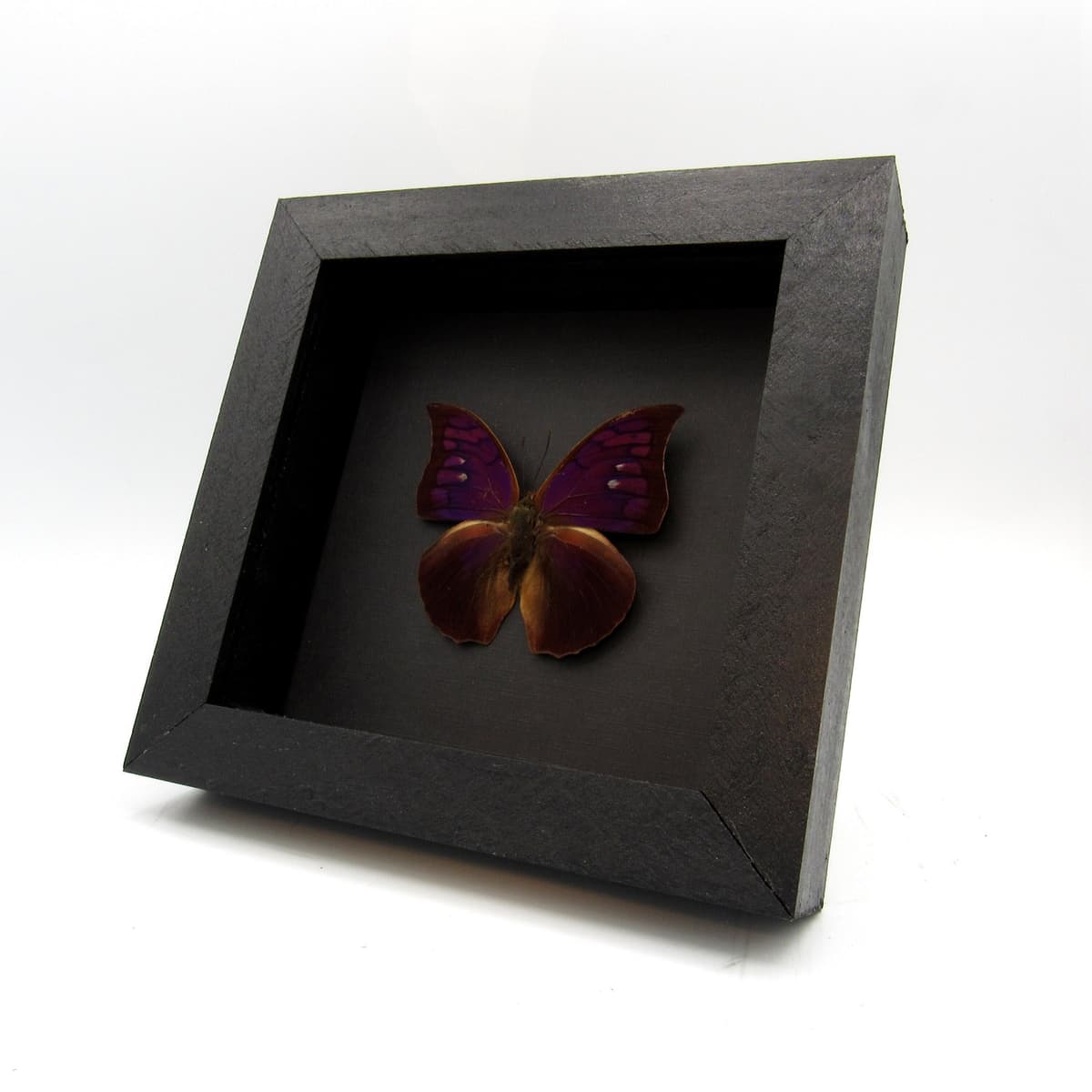 Rare purple butterfly framed taxidermy - Anaea tyrianthina