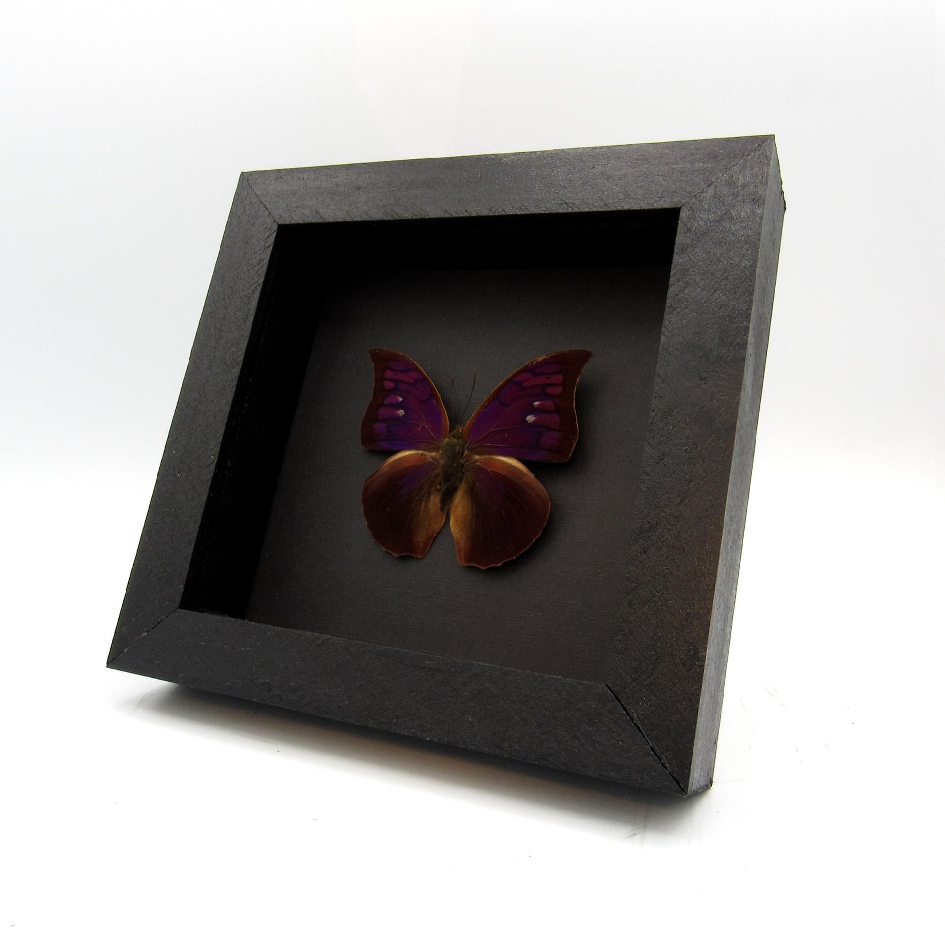 Rare purple butterfly framed taxidermy - Anaea tyrianthina