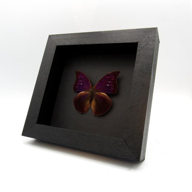 Rare purple butterfly framed taxidermy - Anaea tyrianthina