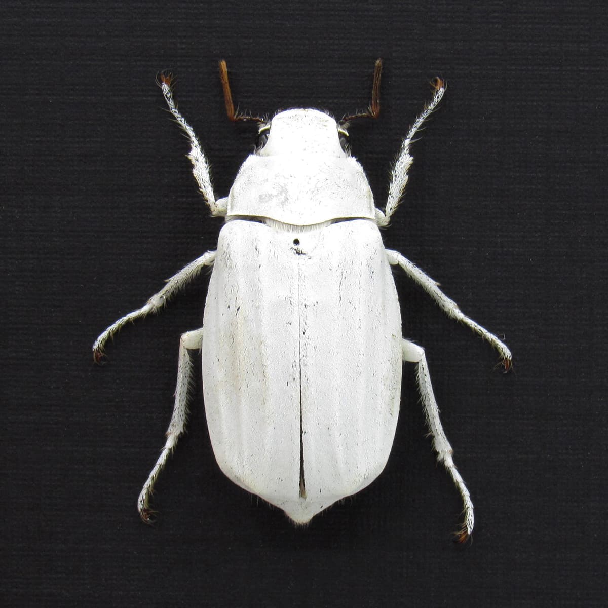 Real White Scarab beetle framed taxidermy - Melolonthinae cyphochilus