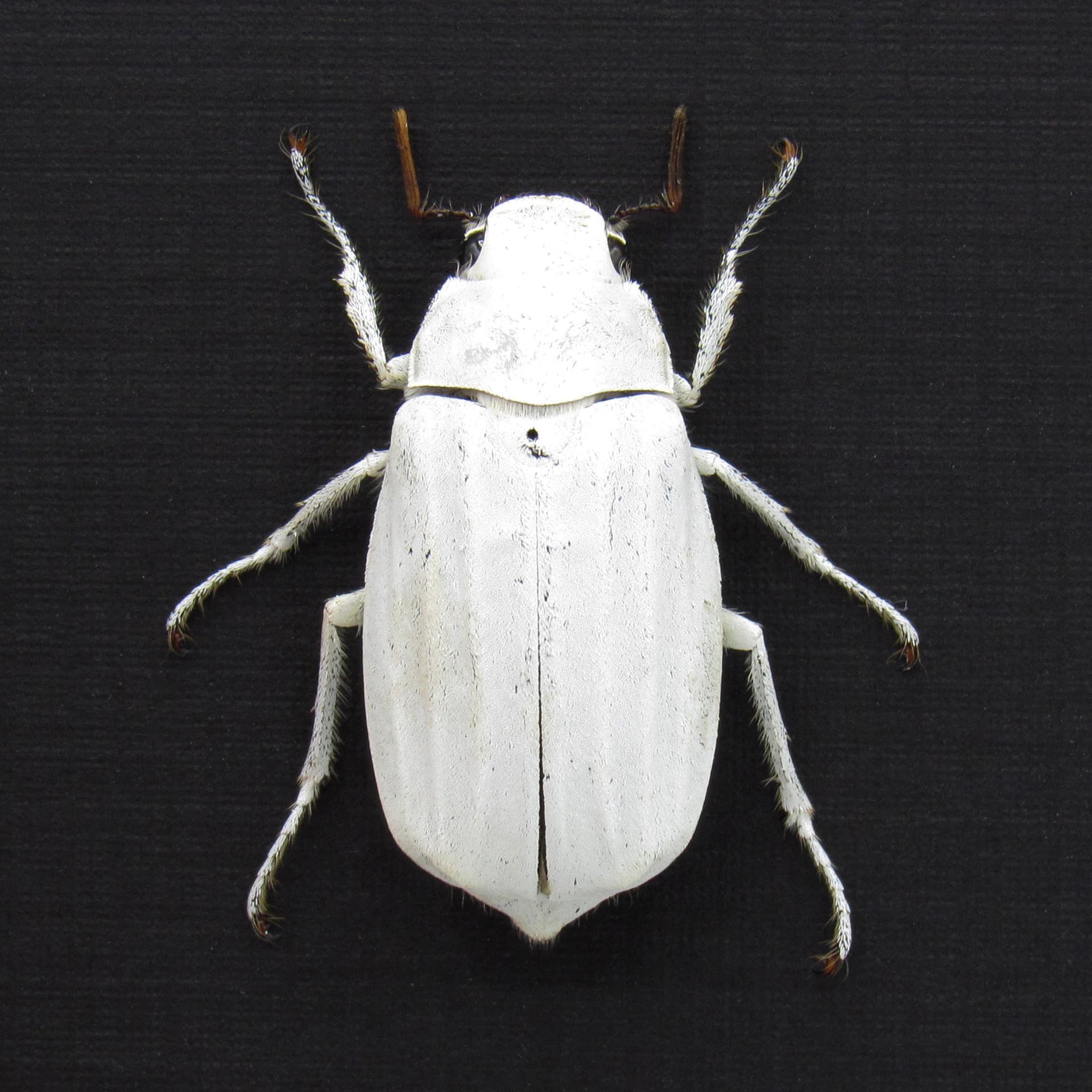 Real White Scarab beetle framed taxidermy - Melolonthinae cyphochilus
