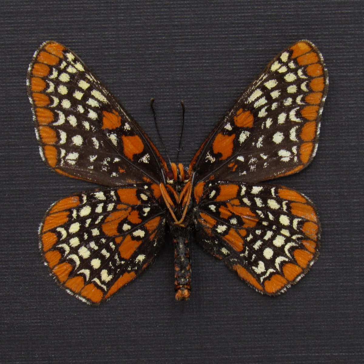 Real Baltimore Checkerspot butterfly framed taxidermy - Euphydryas phaeton