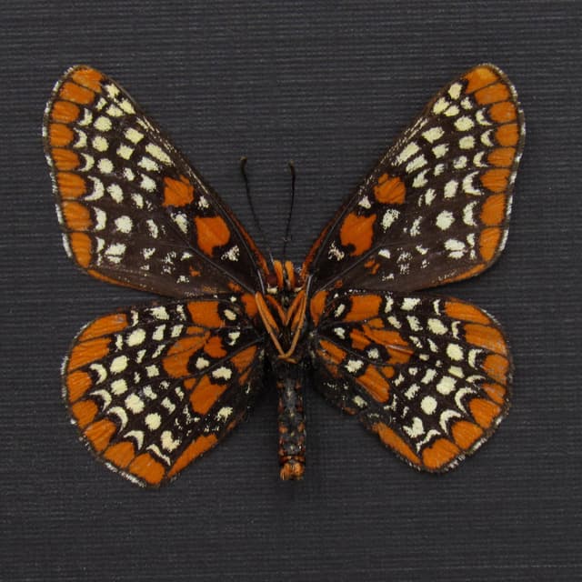 Real Baltimore Checkerspot butterfly framed taxidermy - Euphydryas phaeton