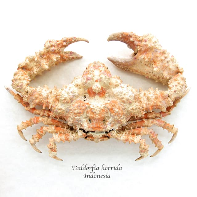 Real Horrid Elbow Crab framed taxidermy - Daldorfia horrida