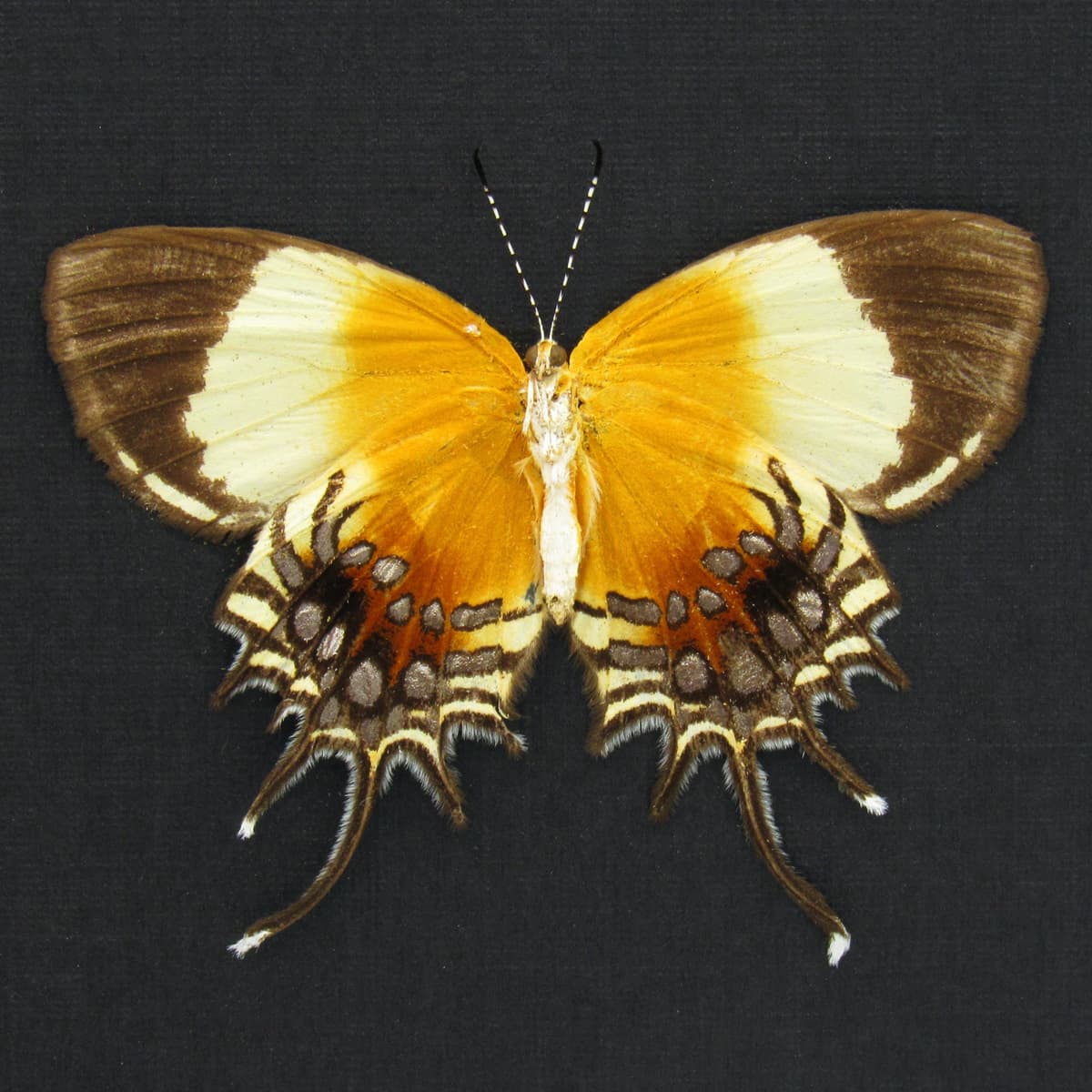 Rare Metalmark butterfly framed taxidermy - Helicopis acis - Victorian mount