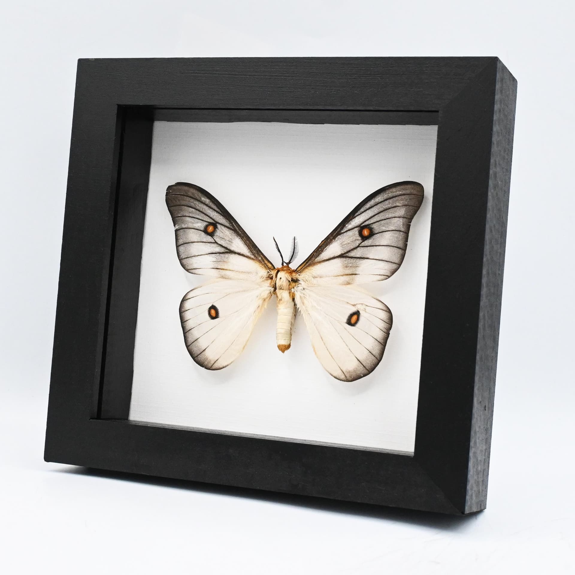 Real Ghostly Silk Moth framed taxidermy - Ceranchia apollina