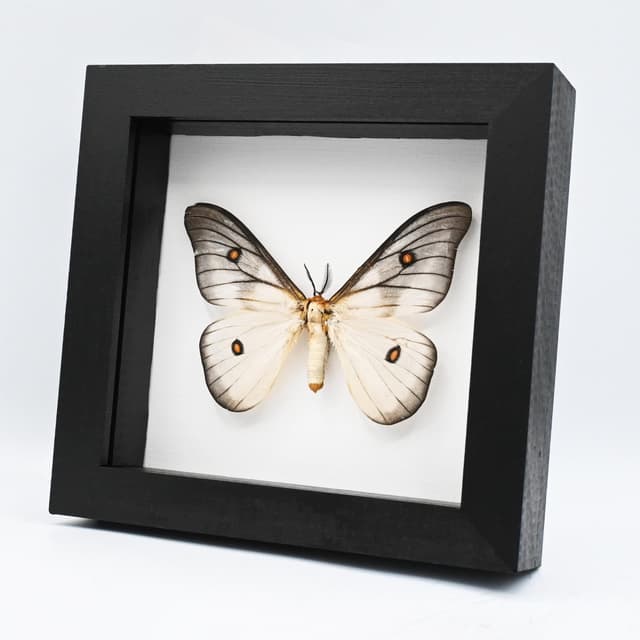 Real Ghostly Silk Moth framed taxidermy - Ceranchia apollina