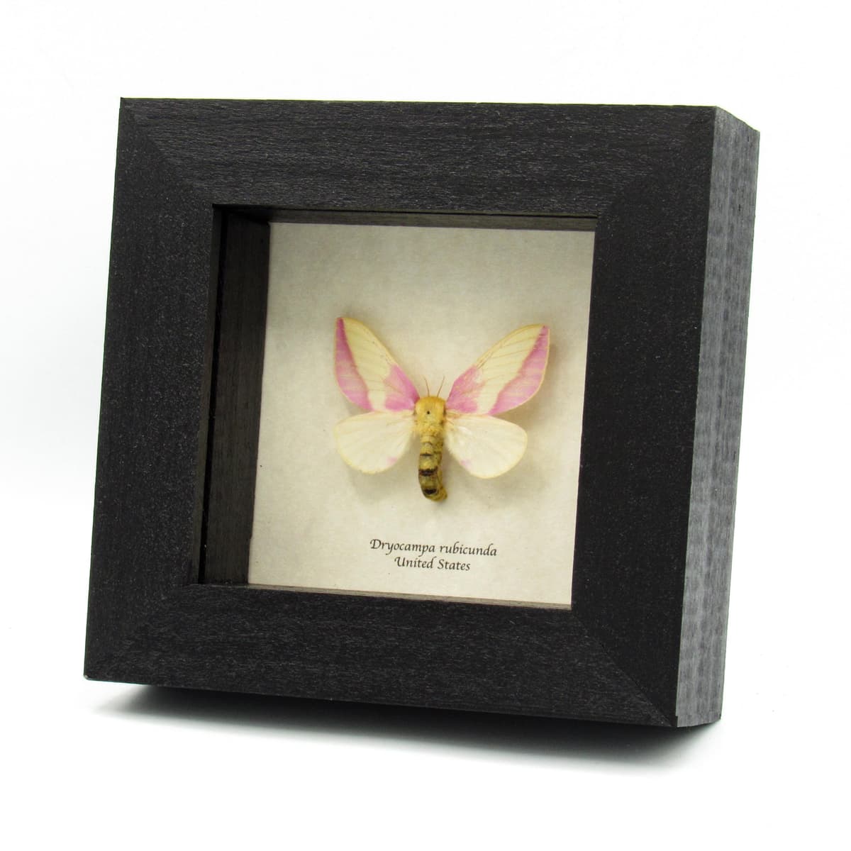 Real pink Rosy Maple moth framed taxidermy - Dryocampa rubicunda - large female