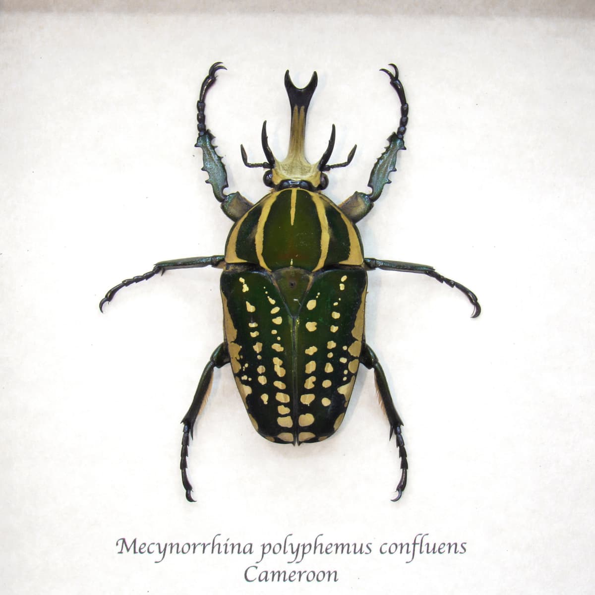 Very large real Scarab beetle framed taxidermy - Mecynorrhina polyphemus confluens