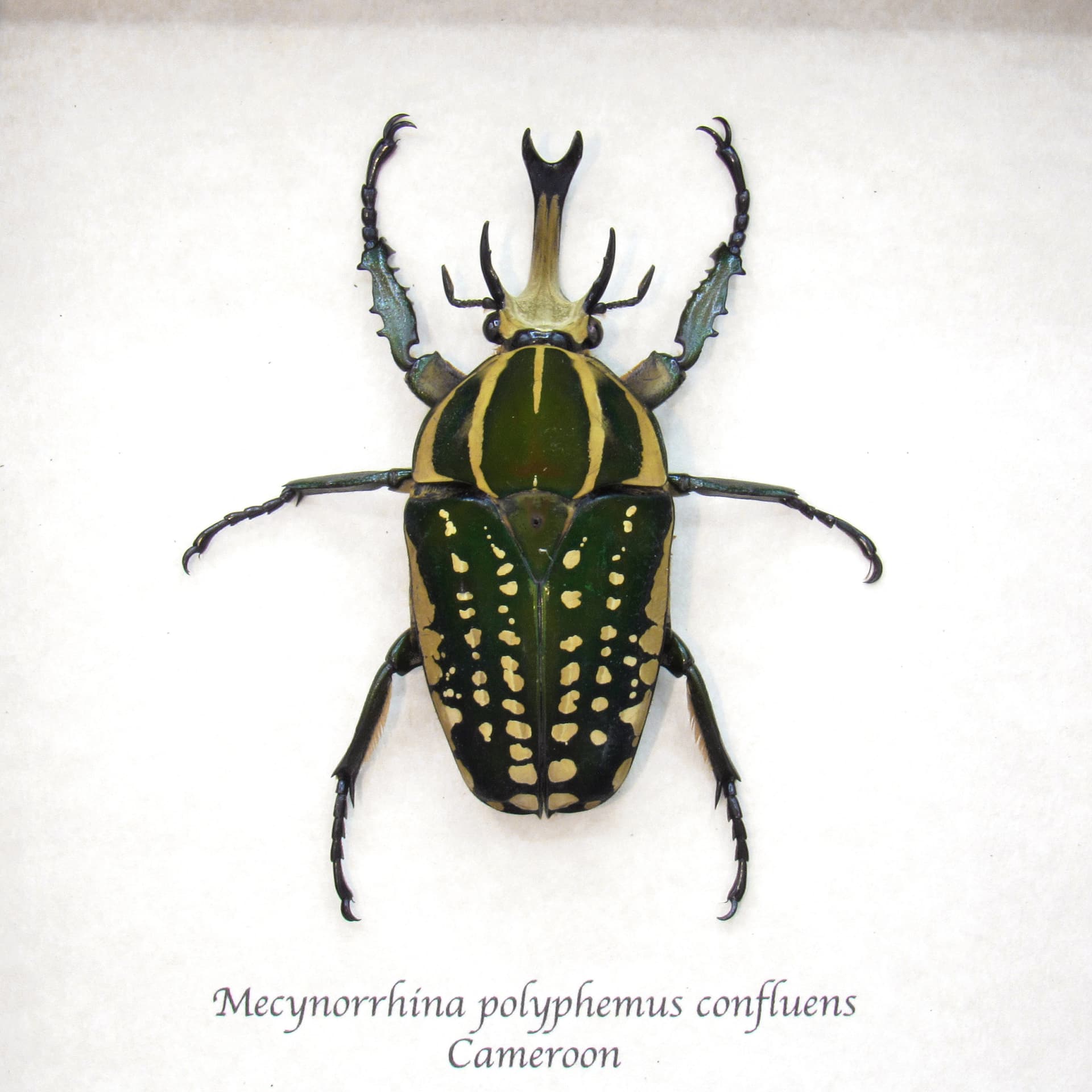 Very large real Scarab beetle framed taxidermy - Mecynorrhina polyphemus confluens