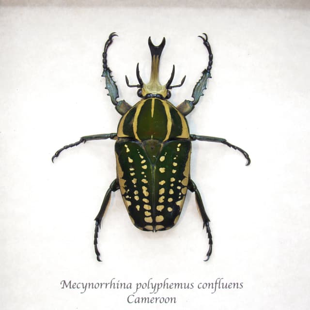 Very large real Scarab beetle framed taxidermy - Mecynorrhina polyphemus confluens