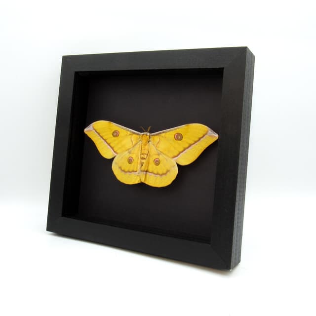 Real Giant yellow Saturn moth framed taxidermy - Antheraea jana - female - Victorian mount