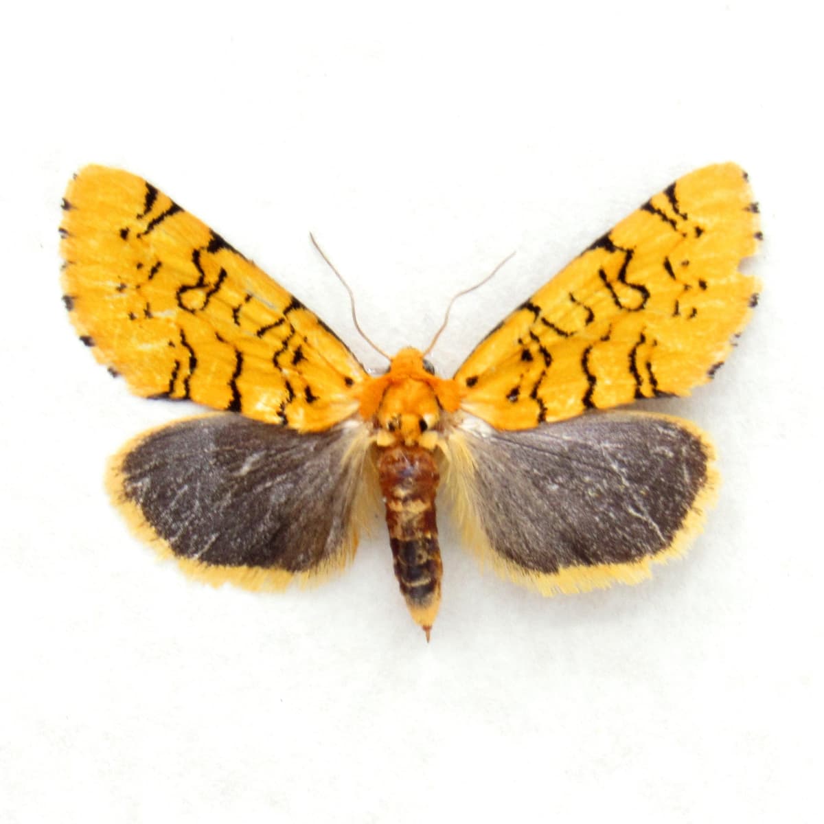 Real tiny yellow Noctuid moth framed specimen - Chrysoecia atrolinea