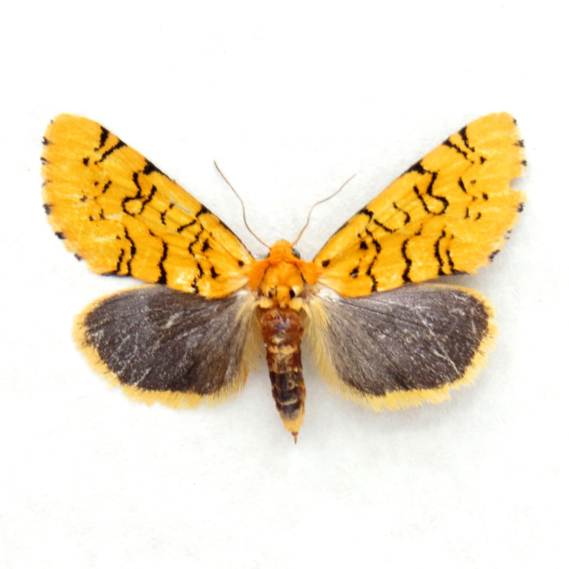 Real tiny yellow Noctuid moth framed specimen - Chrysoecia atrolinea