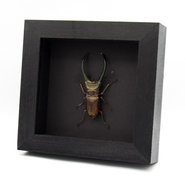 Real giant Stag beetle framed taxidermy - Cyclommatus elaphus