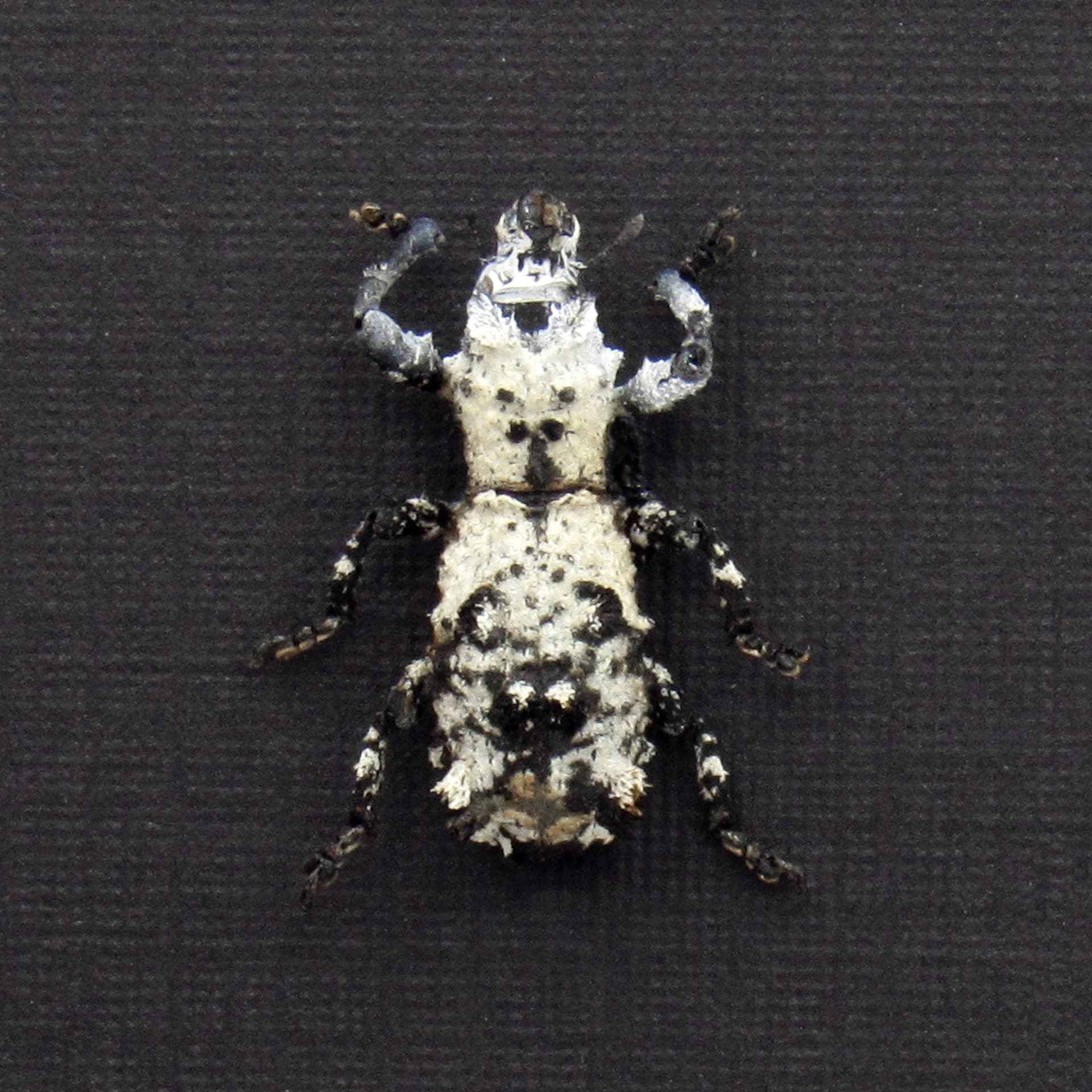 Rare Lichen Weevil framed taxidermy - Lithinus nigrocristatus