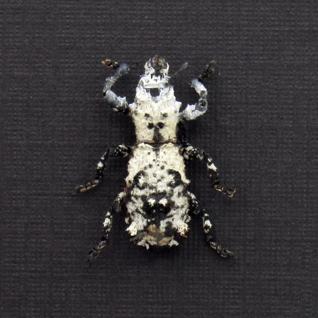Rare Lichen Weevil framed taxidermy - Lithinus nigrocristatus