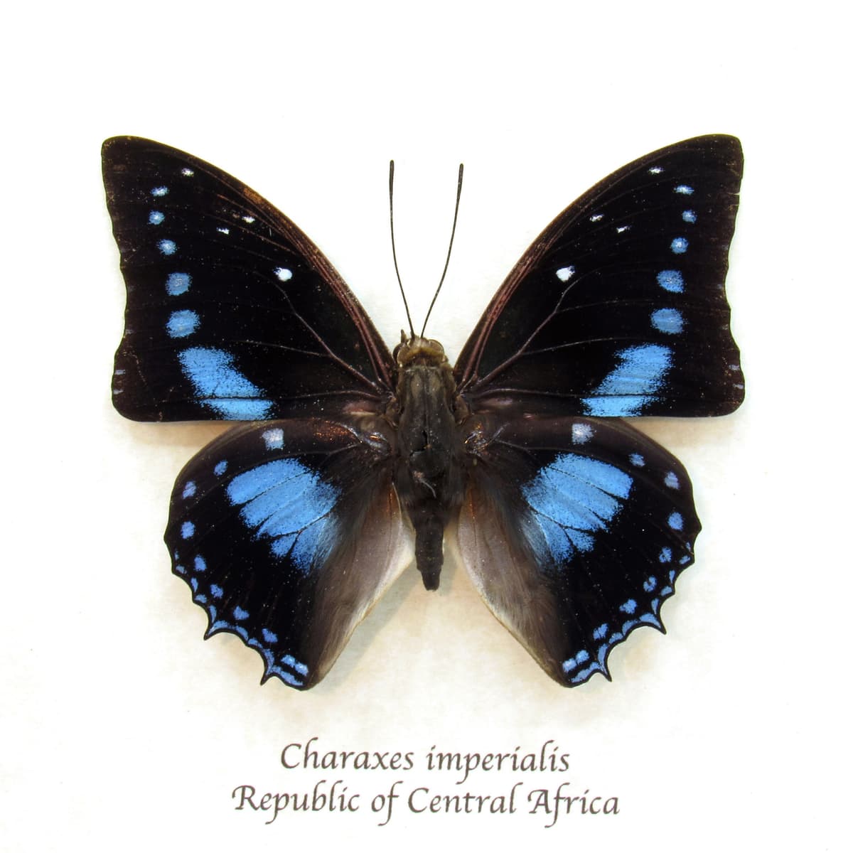 Real blue butterfly framed taxidermy - Charaxes imperialis