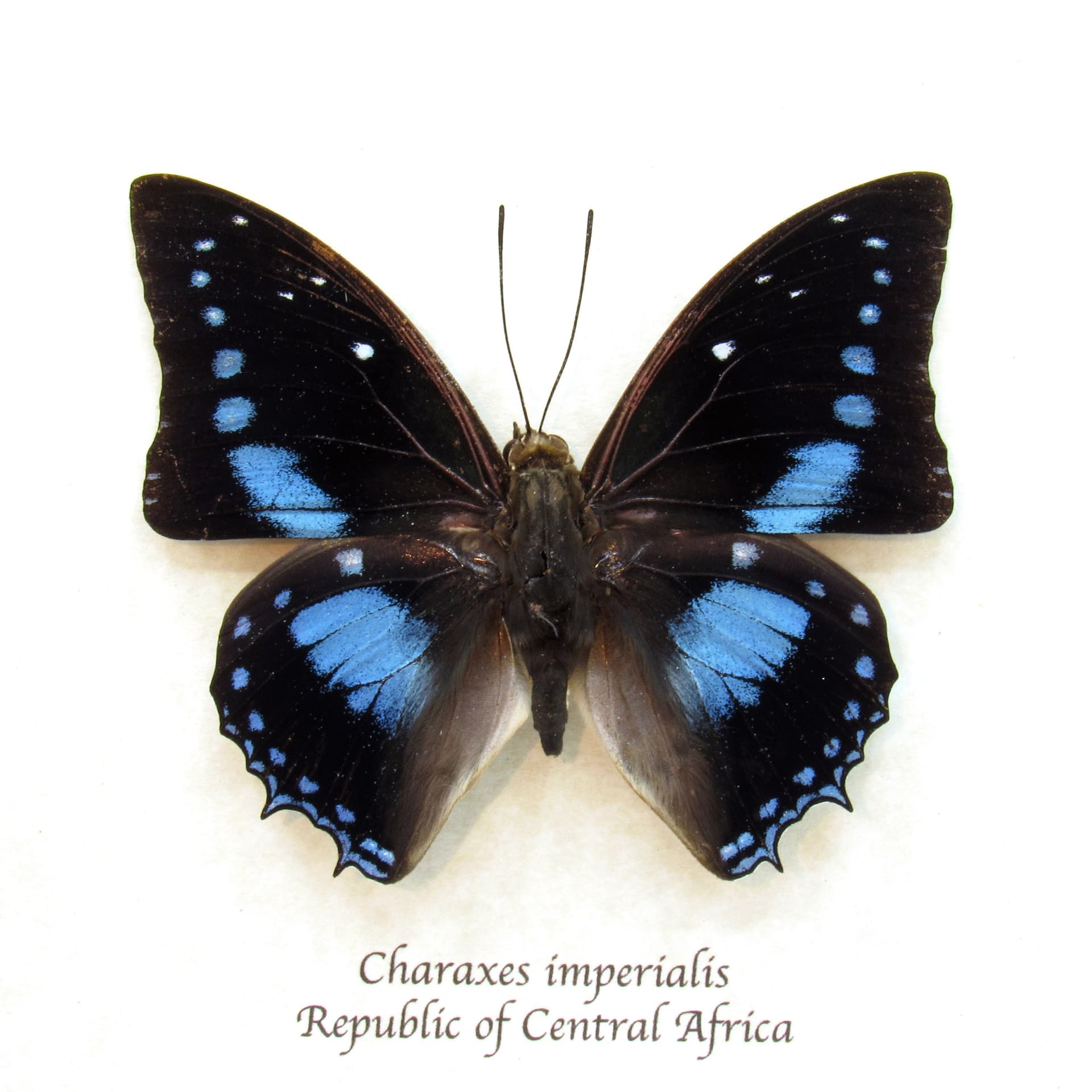 Real blue butterfly framed taxidermy - Charaxes imperialis