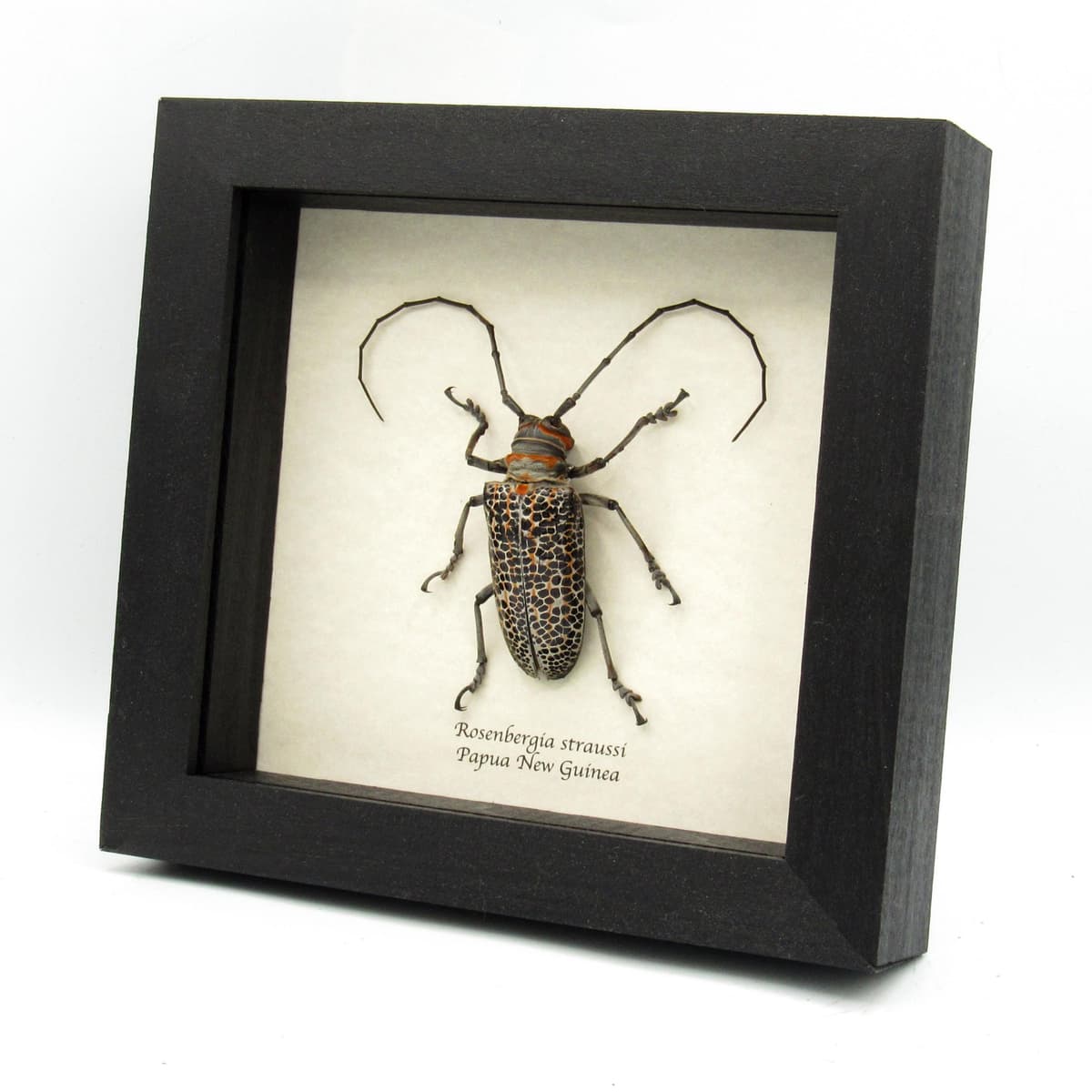 Rare Longhorn beetle framed taxidermy - Rosenbergia straussi - XL female