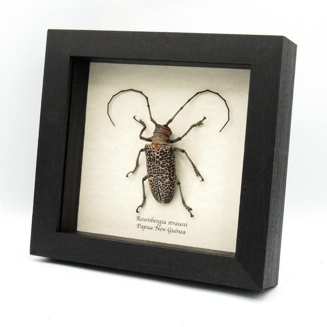 Rare Longhorn beetle framed taxidermy - Rosenbergia straussi - XL female