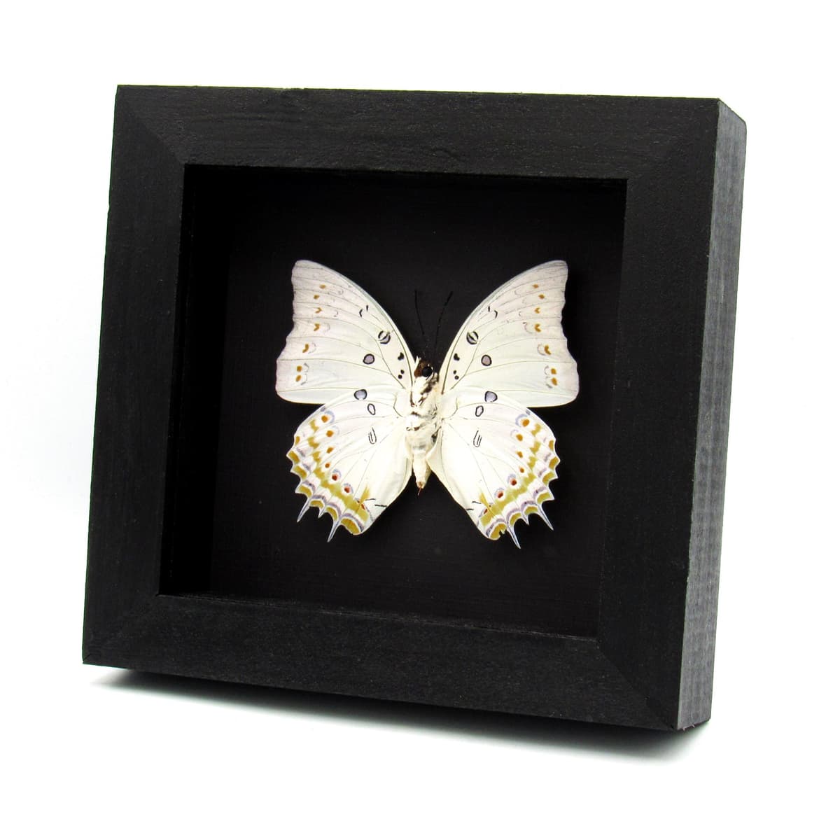 Real Jewel Nawab butterfly framed taxidermy - Polyura delphis concha