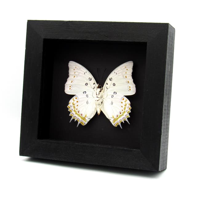 Real Jewel Nawab butterfly framed taxidermy - Polyura delphis concha