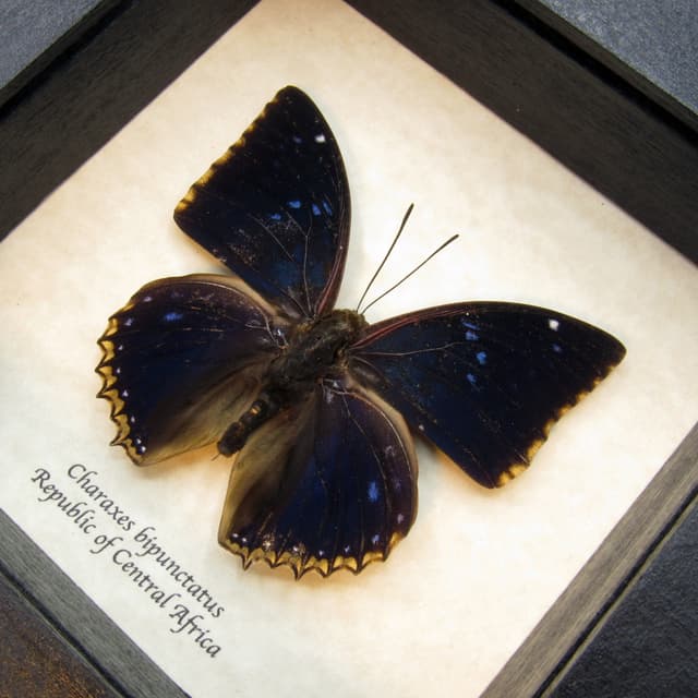 Real dark blue butterfly framed taxidermy - Charaxes bipunctatus