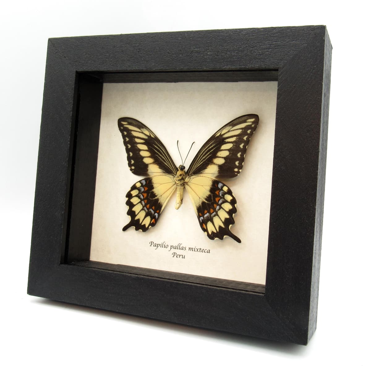 Rare Broad Banded Swallowtail butterfly framed specimen - Papilio pallas mixteca