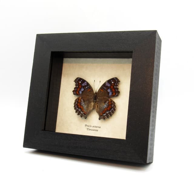 Real Gaudy Commodore butterfly framed taxidermy - Precis octavia - blue form