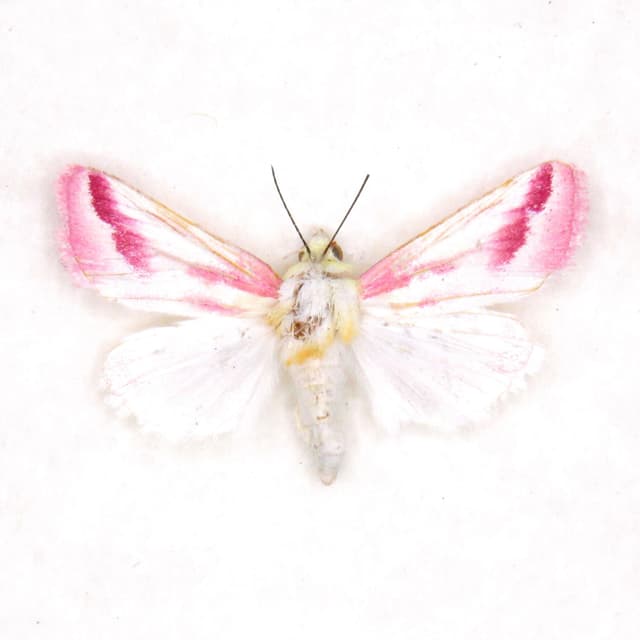 Real tiny Clouded Crimson moth framed taxidermy - Schinia gaurae