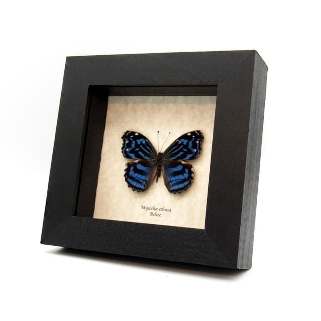 Real Blue Wing butterfly framed taxidermy - Myscelia ethusa