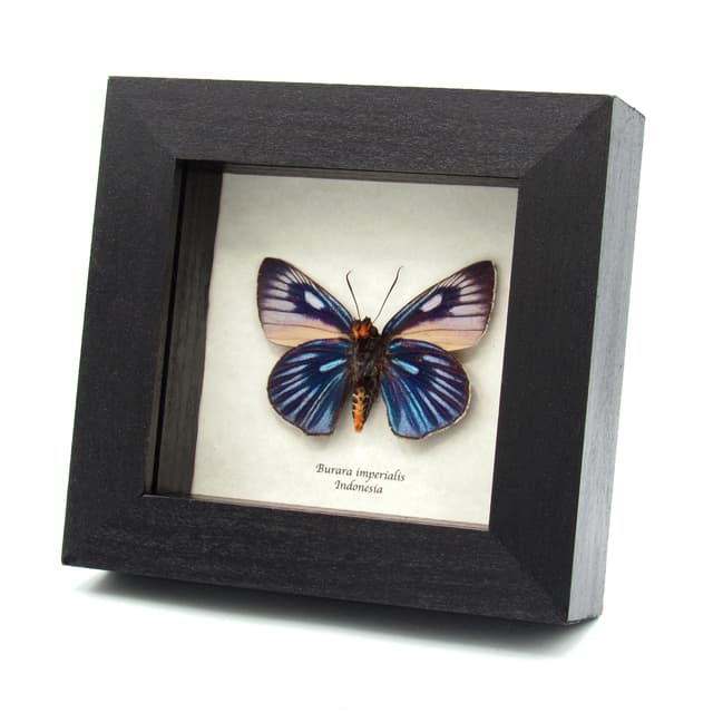 Rare Giant Blue Skipper butterfly framed taxidermy - Burara imperialis
