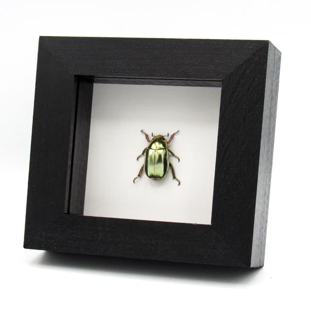 Rare gold metallic jewel beetle framed specimen - Chrysina stressani