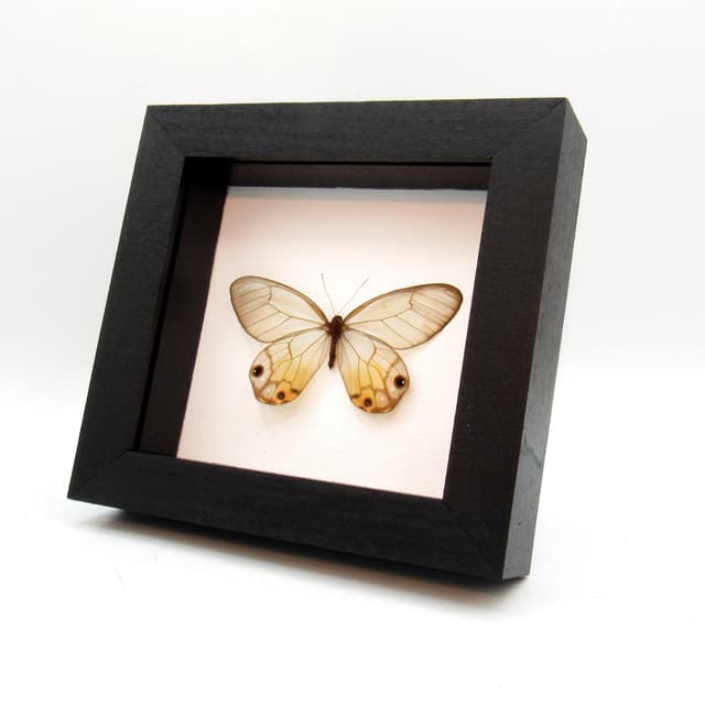Rare female yellow Glass Wing butterfly framed taxidermy - Haetera piera negra - large female - Victorian mount