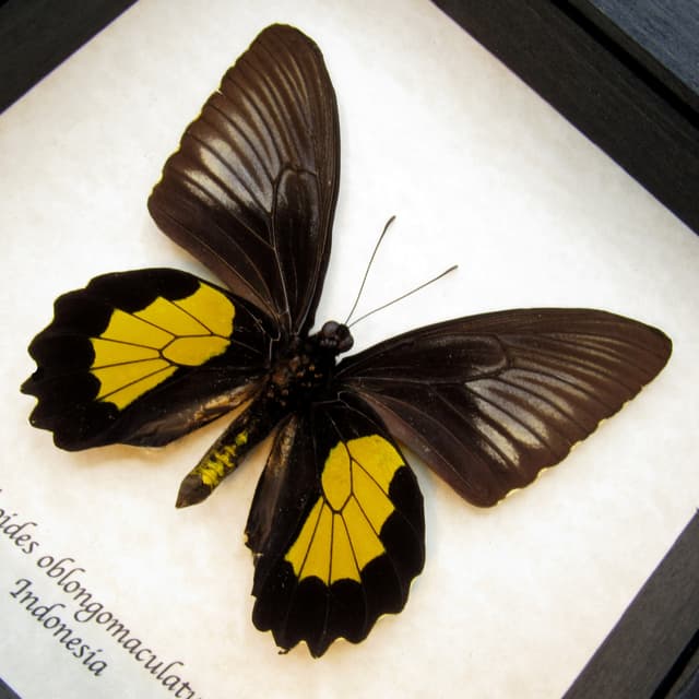 Large yellow Birdwing butterfly framed taxidermy - Troides oblongomaculatus