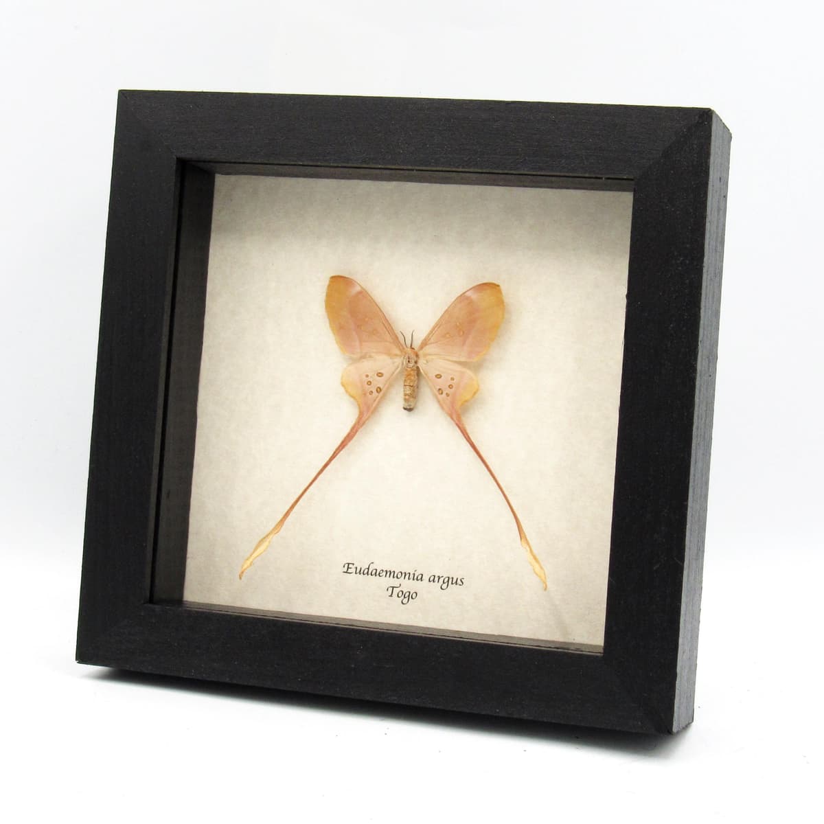 Rare pink long tailed Saturn moth framed taxidermy - Eudaemonia argus