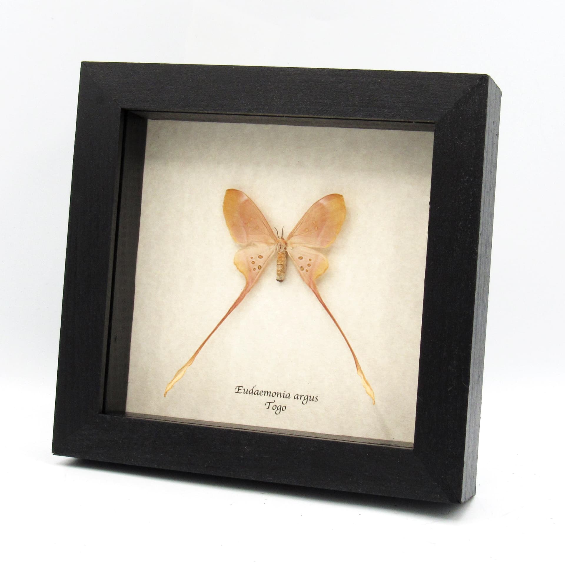 Rare pink long tailed Saturn moth framed taxidermy - Eudaemonia argus