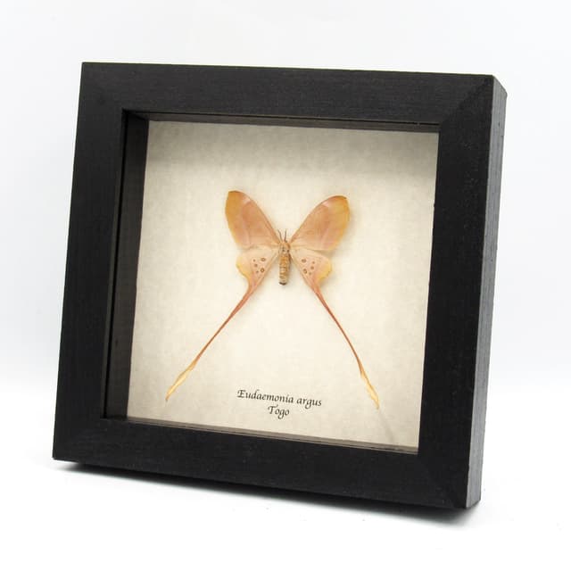 Rare pink long tailed Saturn moth framed taxidermy - Eudaemonia argus