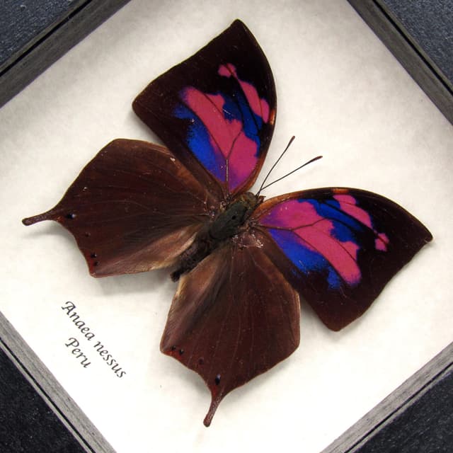 Real pink framed taxidermy butterfly - Anaea nessus