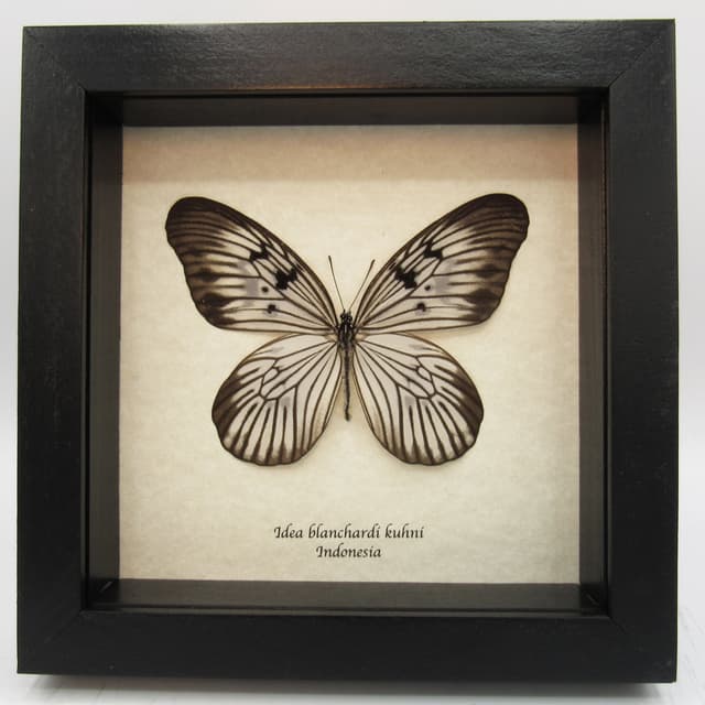 Real butterfly framed taxidermy - Idea blanchardi kuhni